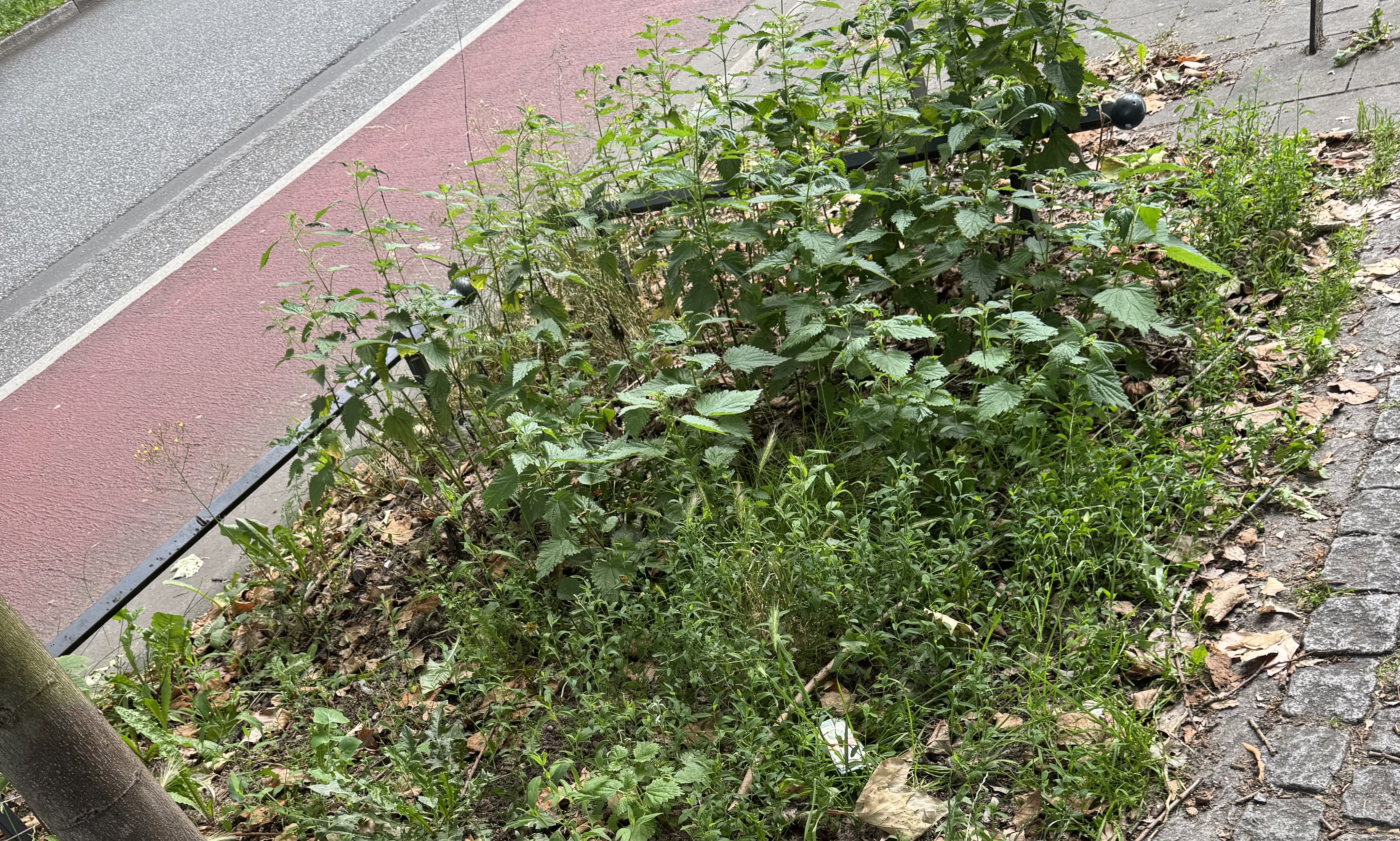 Auskömmliche Mittel für unser Stadtgrün in Hamburg-Nord