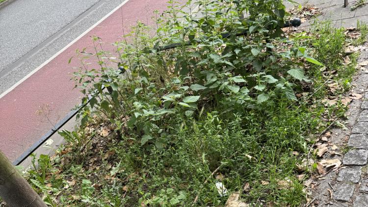 Auskömmliche Mittel für unser Stadtgrün in Hamburg-Nord