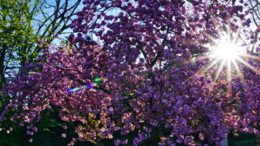 Pilotprojekt im Hamburger Stadtpark